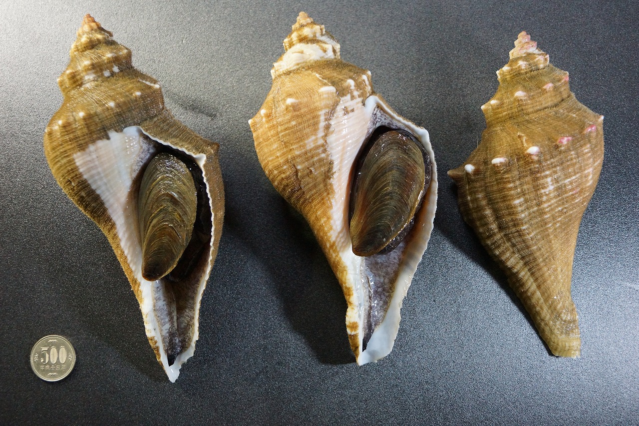 ニシ | 愛海の恵み(あみのめぐみ) -丸昌水産-