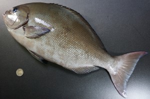 クロメジナ/黒目近魚、黒眼仁奈、黒目品