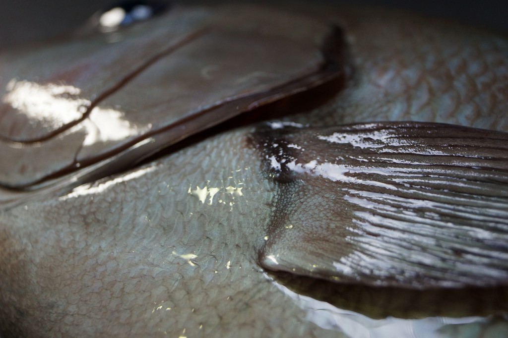 クロメジナ/黒目近魚、黒眼仁奈、黒目品１０