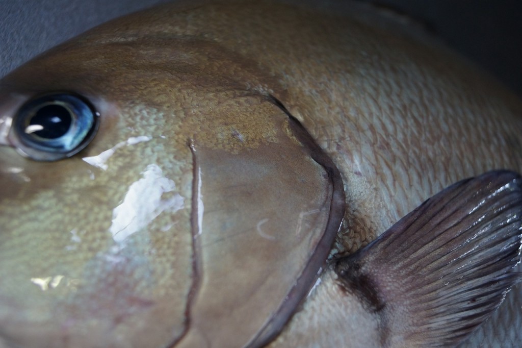 クロメジナ/黒目近魚、黒眼仁奈、黒目品３