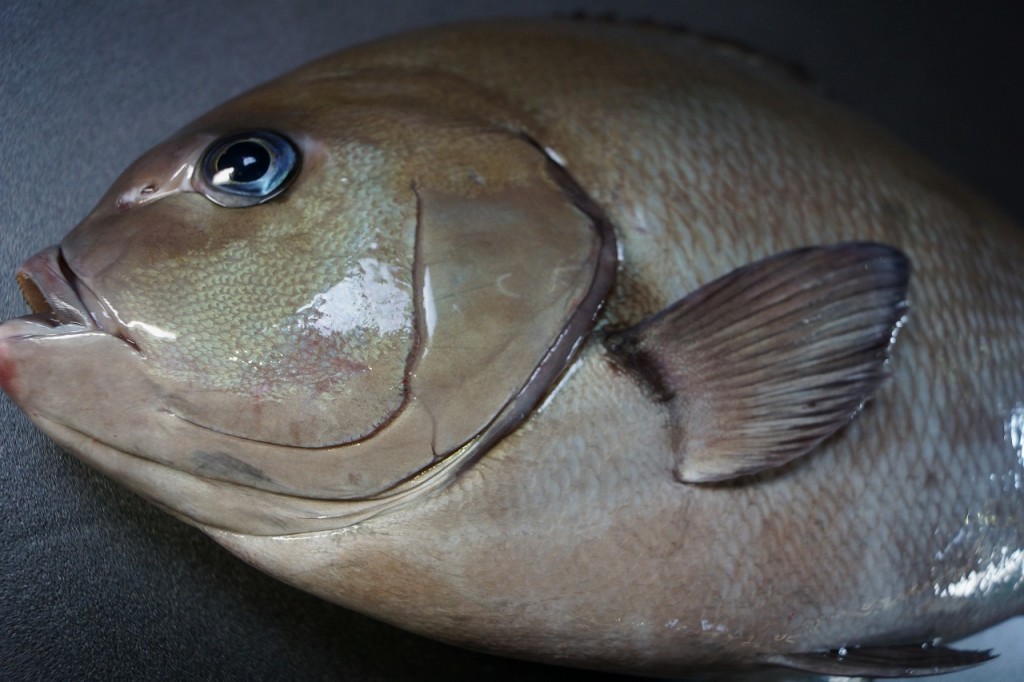 クロメジナ/黒目近魚、黒眼仁奈、黒目品４