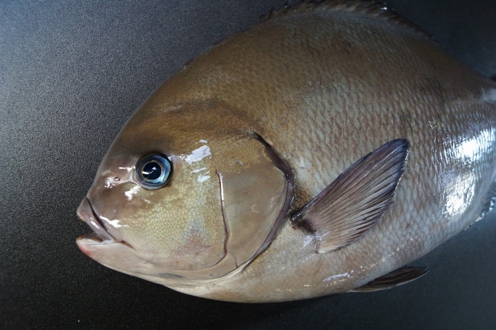 クロメジナ/黒目近魚、黒眼仁奈、黒目品８