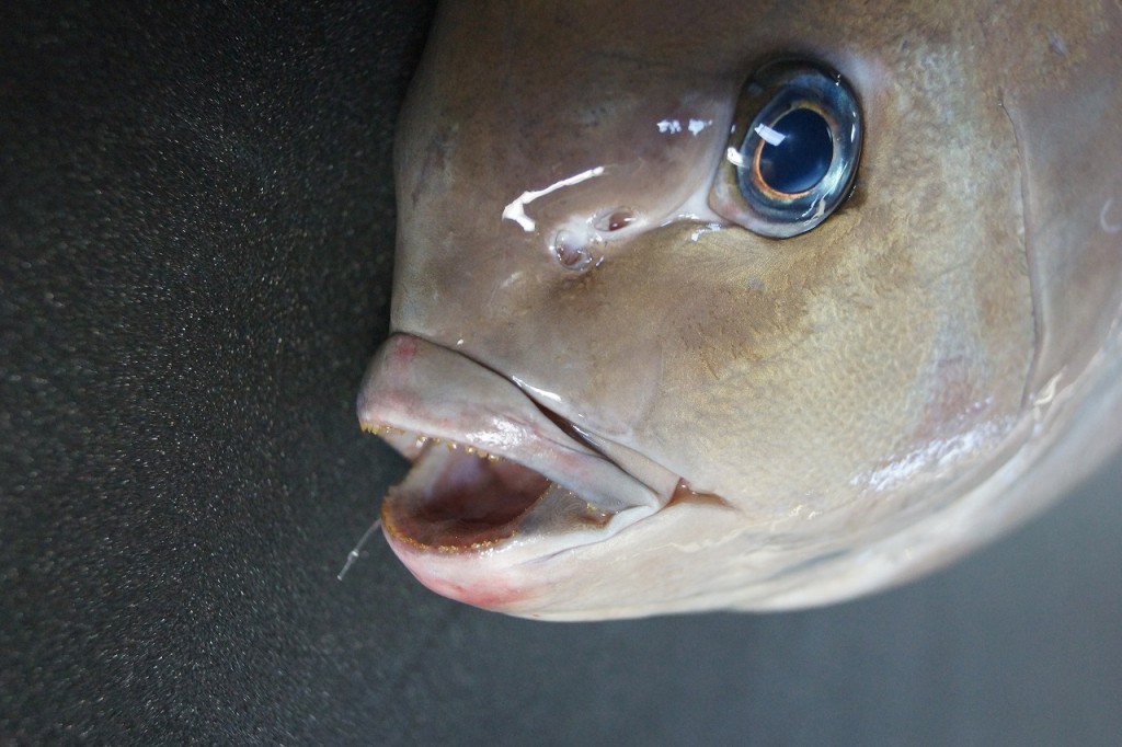 クロメジナ/黒目近魚、黒眼仁奈、黒目品９